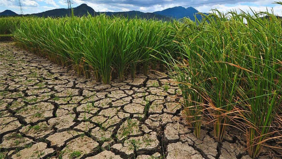 © IRRI (International Rice Research Institute), Philippines