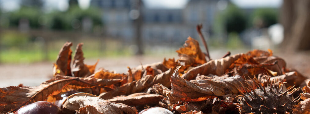 Herbststimmung am Poppelsdorfer Schloss