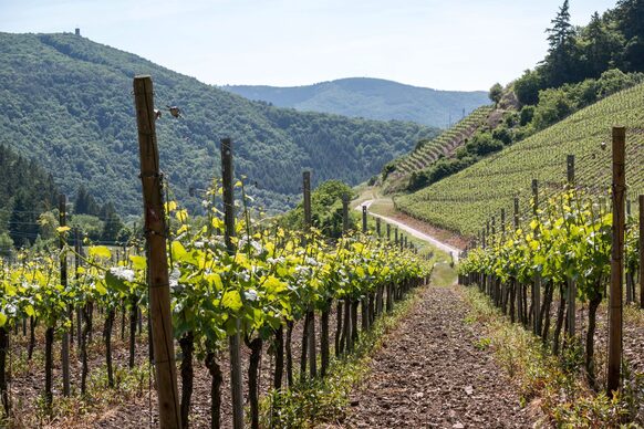 Blick vom Weinberg auf das Ahrtal