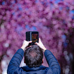 A man takes photos during the cherry blossom