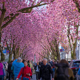 Cherry blossom