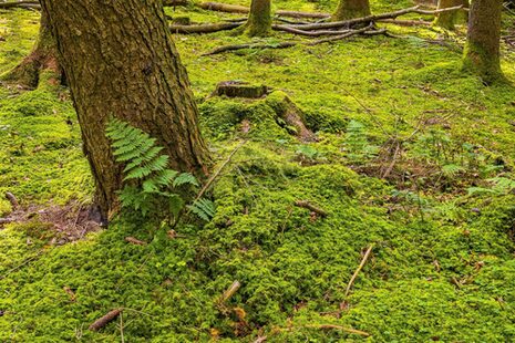 Waldboden mit Moos und Farnen