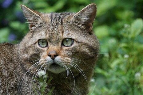 Vahşi Kedi