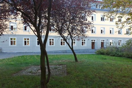 Drzewa na trawniku za biblioteką centralną