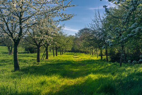 La photo montre une prairie verte avec une allée d'arbres. Le soleil brille sur l'herbe.