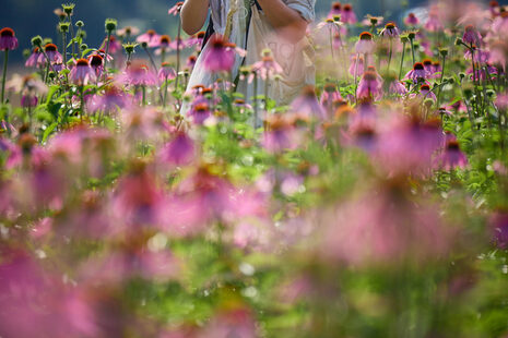Das Foto zeigt eine Blumenwiese mit magentafarbenen Blumen, darin ein Forschender sich Notizen machend.
