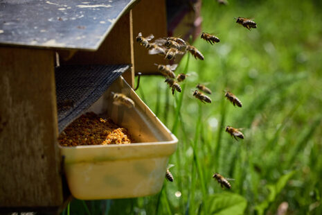 Zu sehen ist ein Bienenstock in einer Nahaufnahme, die Bienen anfliegen.